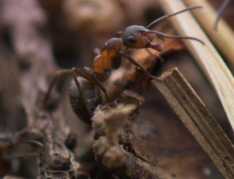 Một[-]con[-]kiến[-]ăn[-]gỗ[-]trong[-]khu[-]di[-]tích[-]Longshaw,[-]hạt[-]Derbyshire,[-]Anh.[-]Ảnh: